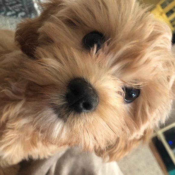 Profile Picture of Jordan Francolino (@valyl) on Poshmark