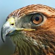 Profile Picture of Daniel Hawkins (@danielhawkins9067) on Youtube