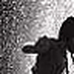 Profile Picture of Ola Fairag (@lola-ahmed) on Flickr