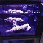 Profile Picture of Steven (@nanosteve_reef) on Instagram