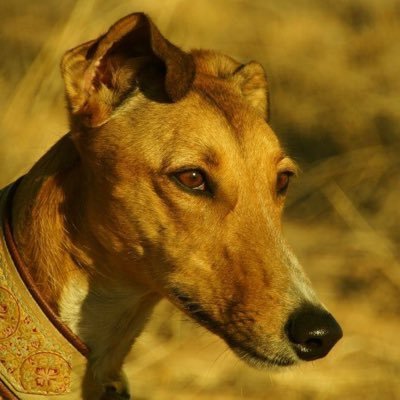 Profile Picture of Melanie Keithley (@ladybyrdbeetle) on Twitter