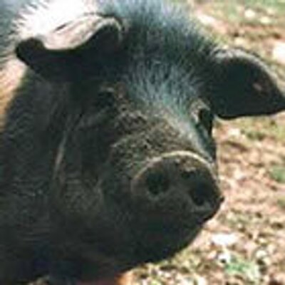 Profile Picture of Alessio (@alexbatta) on Twitter