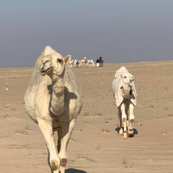 Profile Picture of Kaluhi Charley (@kaluhi) on Poshmark