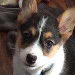 Matthew Zaleski - Instagram Profile Picture of Matthew Zaleski (@mattsby_corgi) on Instagram