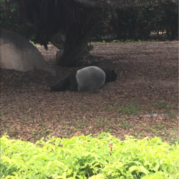 Miladys Rodriguez - Poshmark Profile Picture of Miladys Rodriguez (@miladys66) on Poshmark