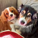 Profile Picture of Cody & Rudy🐾 (@hulls_muddy_paws) on Instagram