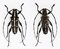Profile Picture of Carneades (beetle)on Wikipedia