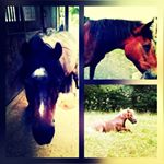 Profile Picture of Maureen solea schneider (@mauschneider2008) on Instagram