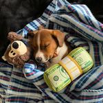 Profile Picture of Benjamin Banks Porter (@benjijrt) on Instagram