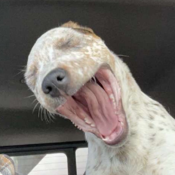 Profile Picture of Allison Fender (@allisonr229) on Poshmark