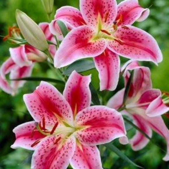 Profile Picture of Yeraldy Inguanzo (@yera32688) on Poshmark