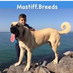 Profile Picture of ‏ONLY GIANTS  🇰🇼 (@mastiff.breeds) on Instagram