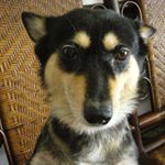 Profile Picture of Rick Lee (@freestone1221) on Instagram