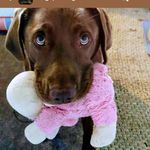 Profile Picture of Bobbie Barnes (@naughtylabdogbob) on Instagram