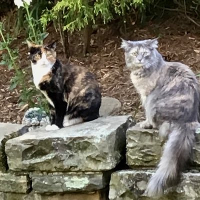 Profile Picture of Susan McCourt (@mccourtjs) on Twitter