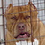 Profile Picture of Jayson Griffith (@pitbull007) on Flickr