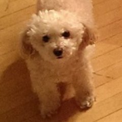 Profile Picture of Andrew Olive (@thisismajestic_) on Twitter