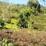 Profile Picture of Stephanie Gioko (@Stephanie-Gioko) on Facebook