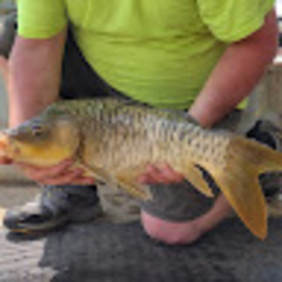 Profile Picture of Casey Lambert (@caseylambert198) on Poshmark