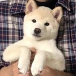 Profile Picture of 김만두 MANDOO (@mmaann_ddoo) on Instagram