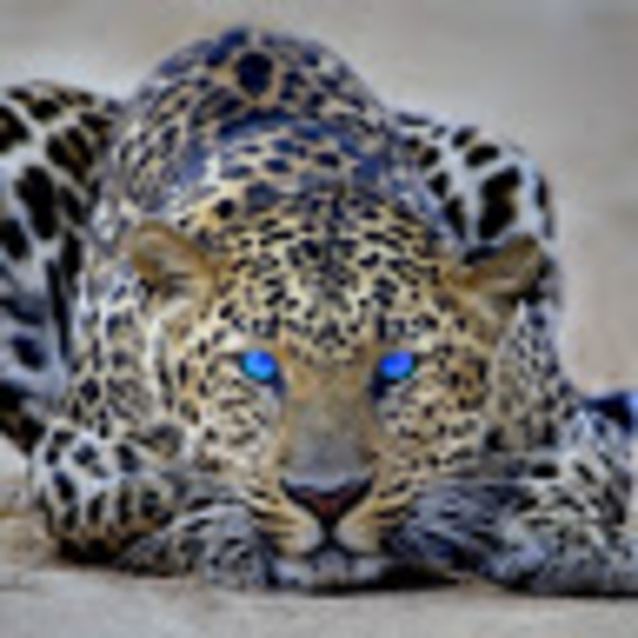 Profile Picture of Cheetahs Cheetahs (@cheetahsc) on Poshmark