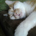 Profile Picture of Stephen LaFramboise (@crownedrazberry) on Instagram