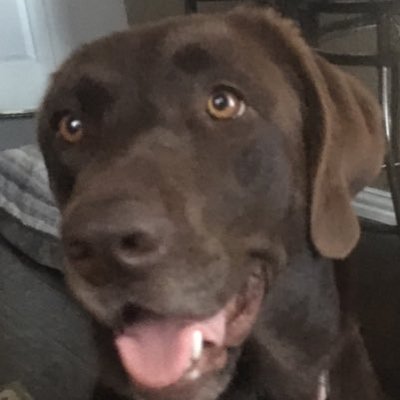 Profile Picture of Piper Rhodes (@PiperDog2013) on Twitter