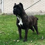 Profile Picture of Yolo Kennels (@kennybenson8) on Instagram