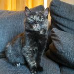 Profile Picture of Muffin, Rudi & Garfield😼 (@3catsinheaven) on Instagram