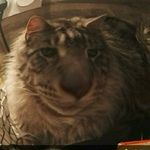 Profile Picture of Corey Bohn (@coreybohn) on Instagram