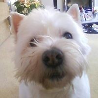 Profile Picture of Christopher Inglis (@christopher-inglis-5) on Quora