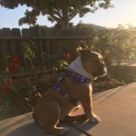 Profile Picture of Pork Chop (@pork_chop_2019) on Instagram