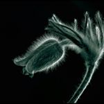 Profile Picture of Clarice Weston (@westoclarice_westonnclarice) on Instagram