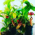 Profile Picture of Kevin's carnivorous corner (@kevinscarnivorouscorner) on Instagram