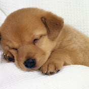 Profile Picture of KEVIN BENITEZ (@KEVINBENITEZ-y4f) on Youtube