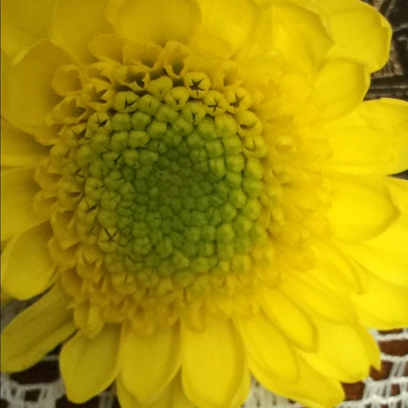 Profile Picture of A Machado (@afv1018) on Poshmark