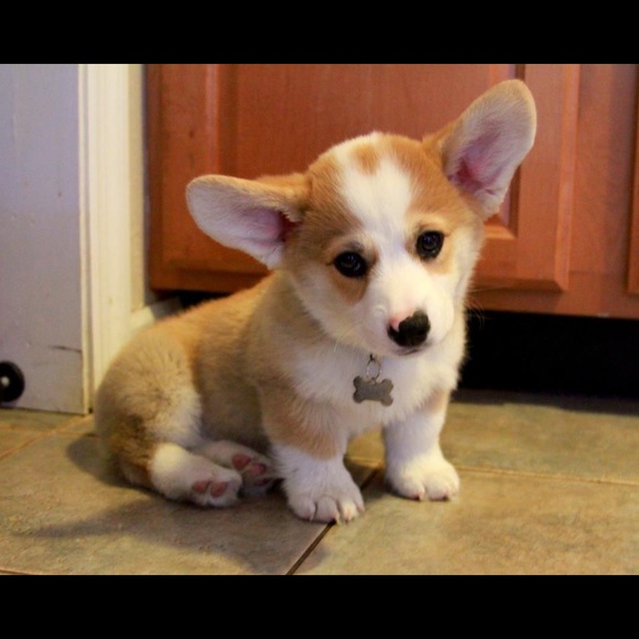 Profile Picture of Lydia Hensler (@lydiarh18) on Poshmark