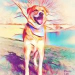 Profile Picture of ❤️🐾♥ Chloe, Walter & Jacks ♥ (@threemuttsandaminiaussie) on Instagram