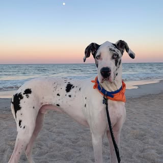 Profile Picture of Darbi James (@darbijames) on Instagram