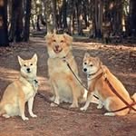 Profile Picture of Stephanie Joki (@stephaniejoki) on Instagram