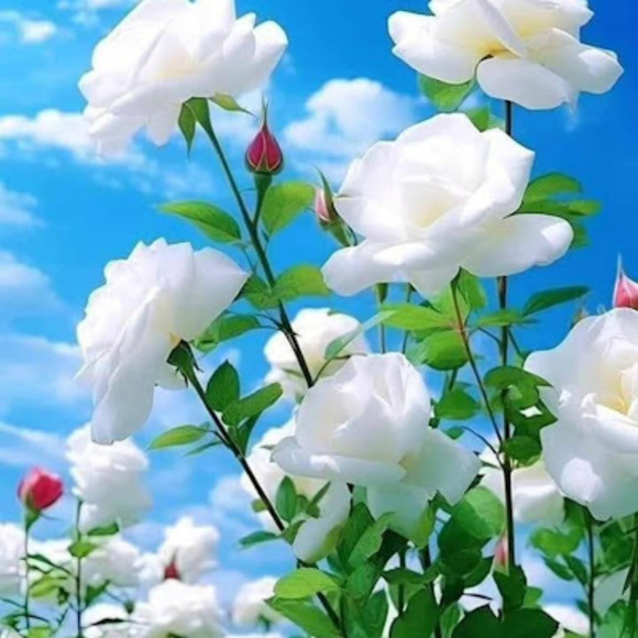 Profile Picture of Mar Guca (@maria188011) on Poshmark