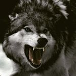 Profile Picture of Prashasta Vijai Singh (@the_horizonbound_wolf) on Instagram