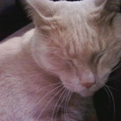 Profile Picture of Robert Nanni (@naninani_heyhey) on Twitter