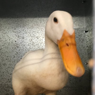 Profile Picture of Greg Jorgensen (@gregjorgo) on Twitter