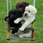 Profile Picture of Crystal Lezama (@little_dog_princess_24) on Instagram