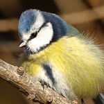 Serge Ricart - Flickr Profile Picture of Serge Ricart (@sergio ornitho, mais pas que...) on Flickr