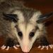Profile Picture of Jerry OBrien (@jerryob1) on Pinterest