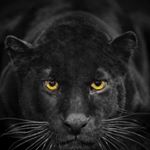 Phillip Lokey Benjamin - Instagram Profile Picture of Phillip Lokey Benjamin (@peebenjamin) on Instagram