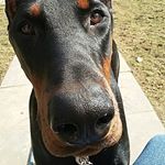 Profile Picture of Lori Jarrett (@lori_the_jarrett) on Instagram