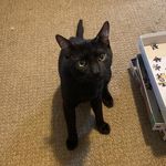 Profile Picture of Marc Amato (@boughtboar9987) on Instagram